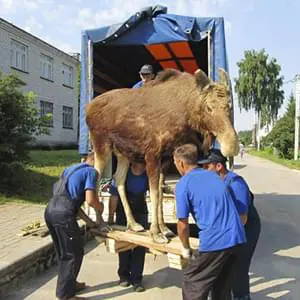 Безопасная доставка антиквариата с грузчиками на Газели Безопасная перевозка антиквариата с грузчиками на Газели