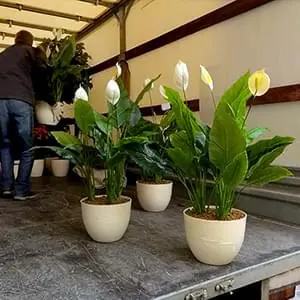 Упаковка и доставка саженцев по Щербинке и области