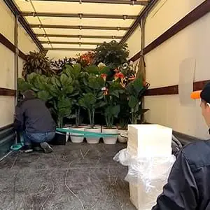 Качественная перевозка саженцев и кустов на Газели по Щербинке